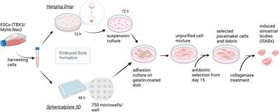 Heart rhythm in vitro: measuring stem cell-derived pacemaker cells on microelectrode arrays